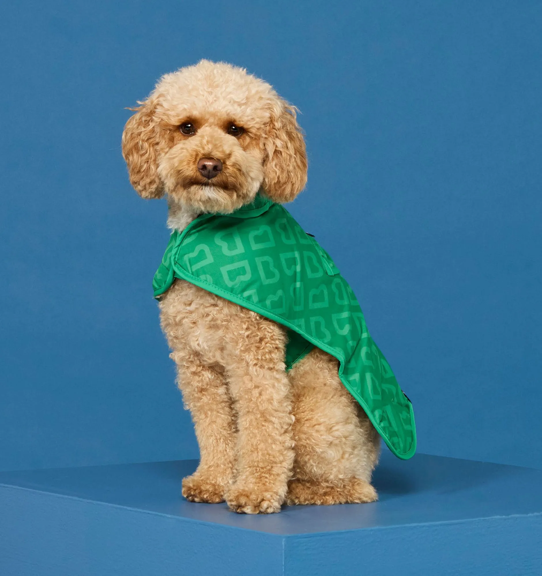 Blunt Dog Jacket