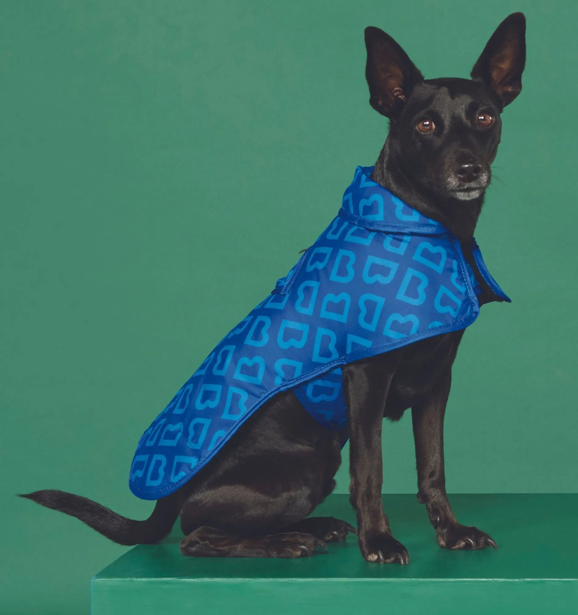 Blunt Dog Jacket