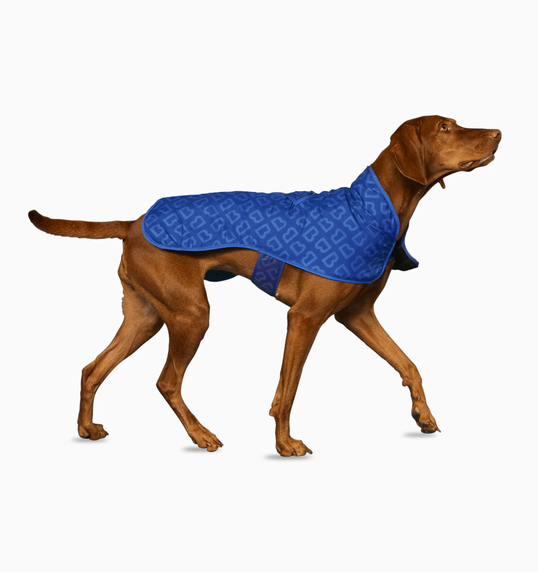 Blunt Dog Jacket