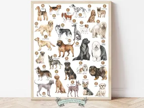 Dog Breed Alphabet Poster